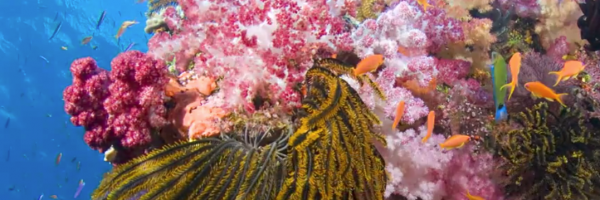 Coral Reefs in Hot Water